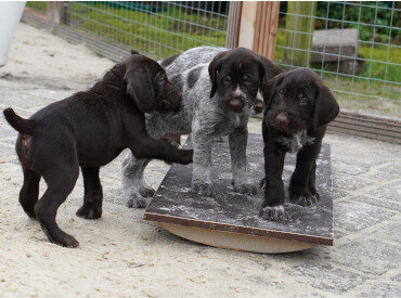Wackelbretter für das Training mit Hunden  - Wackelbretter für das Training mit Hunden - Eine innovative Methode für mehr Balance und Koordination