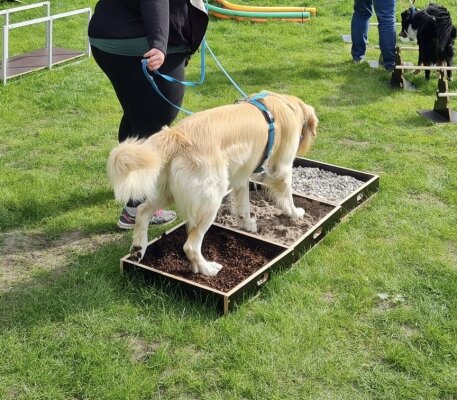 Pfotenpfad für Hunde und Welpen – Mit allen Sinnen lernen - Pfotenpfad Sinnespfad für Hunde und Welpen – Mit allen Sinnen lernen