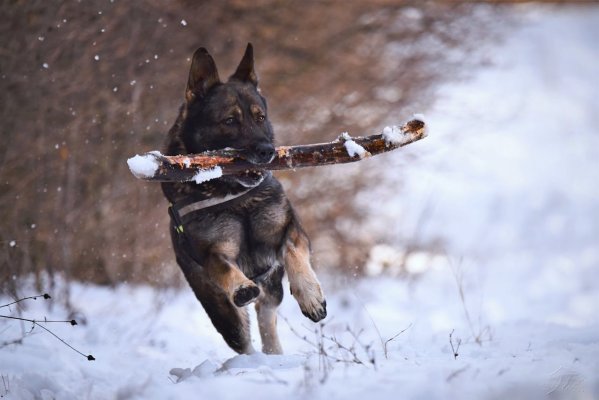 Winterzauber für Vierbeiner: Hundesport im Winter - Winterzauber für Vierbeiner: Hundesport im Winter
