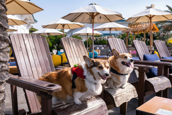 Urlaub mit dem Hund - So wird der Urlaub entspannt und erholsam - Urlaub mit dem Hund - So wird der Urlaub entspannt und erholsam