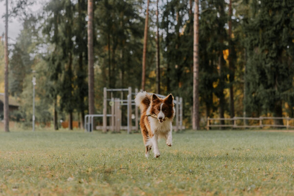 So machst du deine Hundeschule und Hundeplatz für den Saisonstart fit  - So machst du deine Hundeschule und Hundeplatz für den Saisonstart fit 