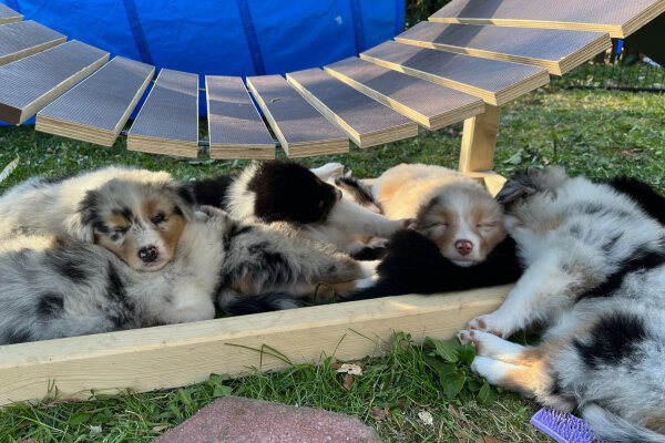 Spielgeräte für Welpen – So förderst du deinen Hund von Anfang an richtig - Spielgeräte für Welpen – So förderst du deinen Hund von Anfang an richtig