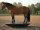 Pferdewippe - wasserfest & rutschhemmend - 150x60cm