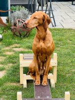 Laufsteg, Schwebebalken, Brücke, Balanciersteg. Agility-Steg - wasserfest