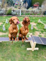 Laufsteg, Schwebebalken, Brücke, Balanciersteg. Agility-Steg - wasserfest