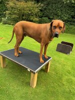 Positionstisch, Tisch für Hundepflege und Training - Gummioberfläche 50x80cm 50cm