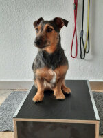 Placeboard GUMMIERT für das Hundetraining - wasserfest - verschiedene Größen
