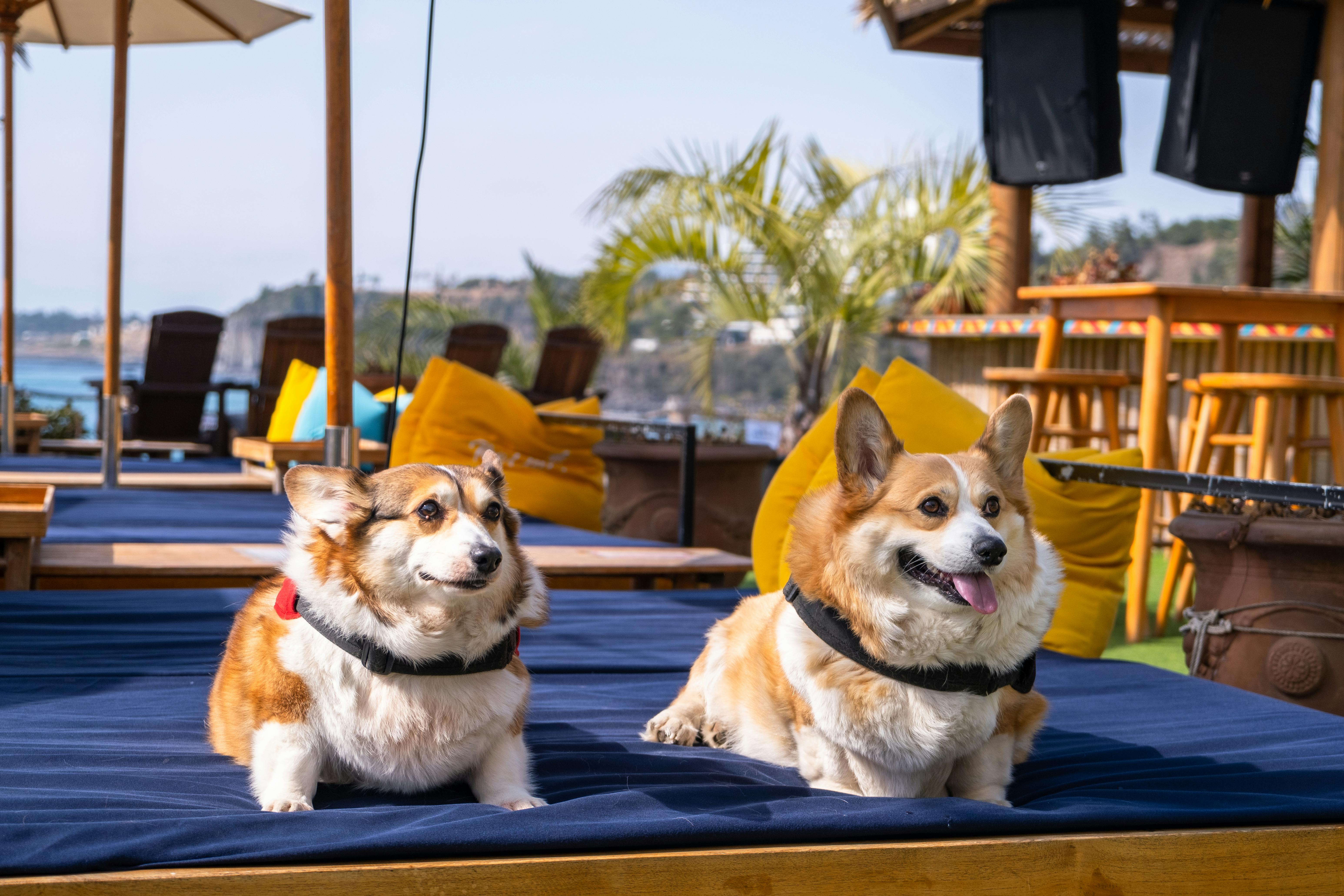 Urlaub mit dem Hund